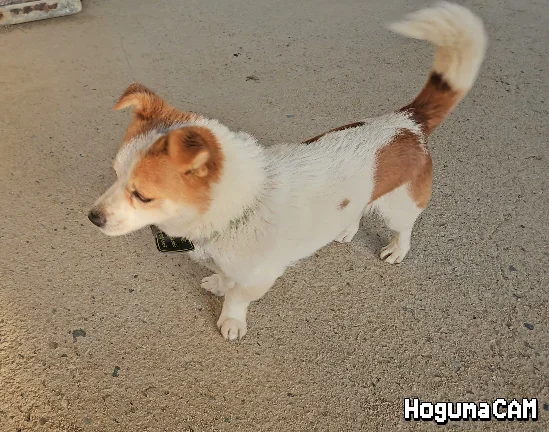 호구마캠으로 만든 강아지 움짤