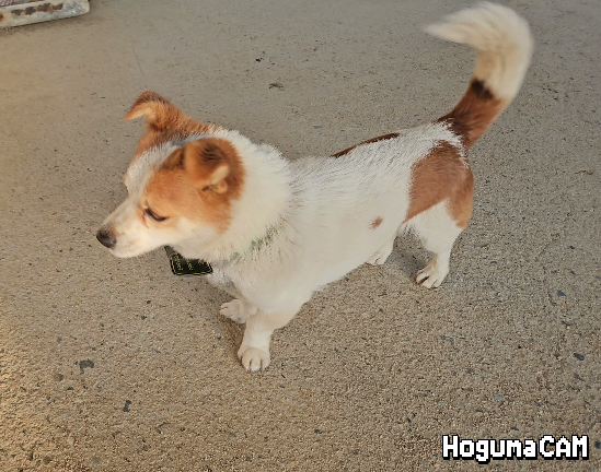 HogumaCAM_2026-02-22_23h42m25s.apng